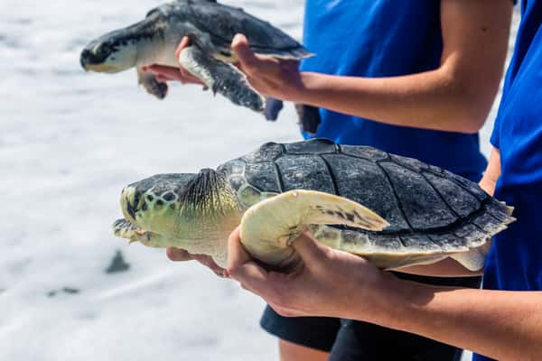 turtle release