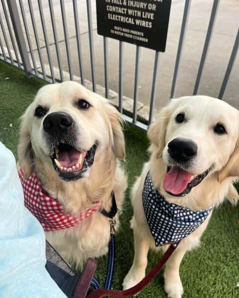 Double Doggy