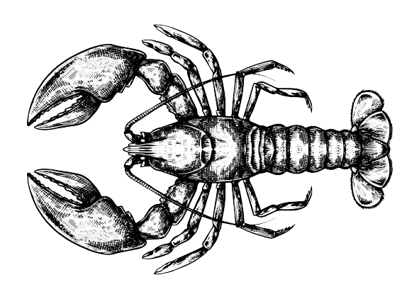 line sketch of lobster