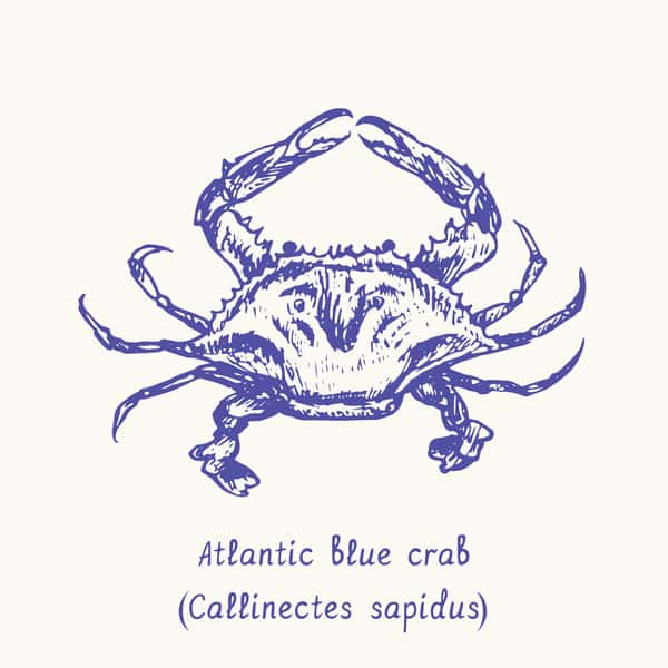 crab sketch 2