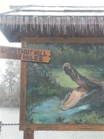 Picture of an an alligator with it's moth open on a sign reading Chestnut Hill .083 Miles