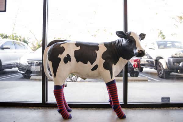 cow