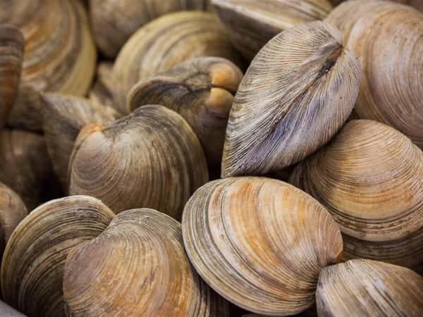 Middleneck Clams