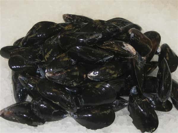 Mussels in a ice bath