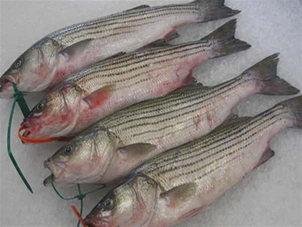Fresh Rockfish