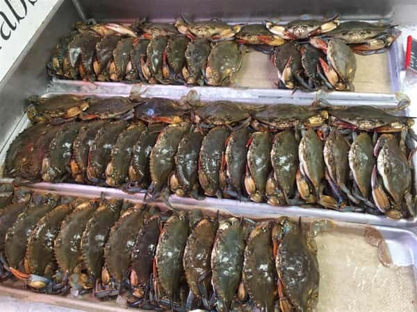 Live Softcrabs