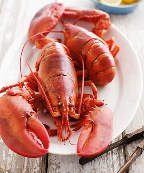 lobster