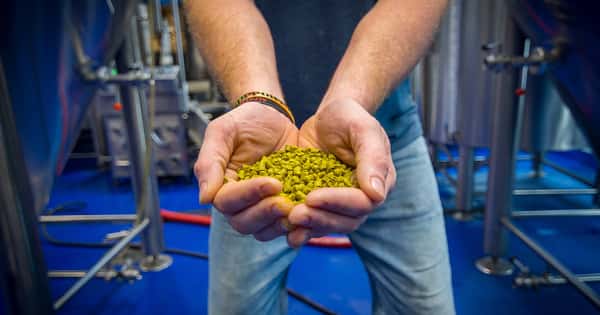 handful of hops