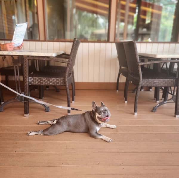 Dog