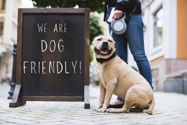 Dog