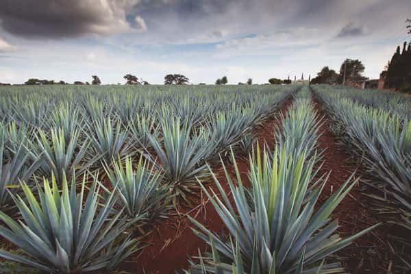 Blue Agave in the Highlands of Jalisco, MX.
