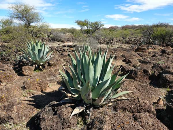 Wild agave in Durango, MX.