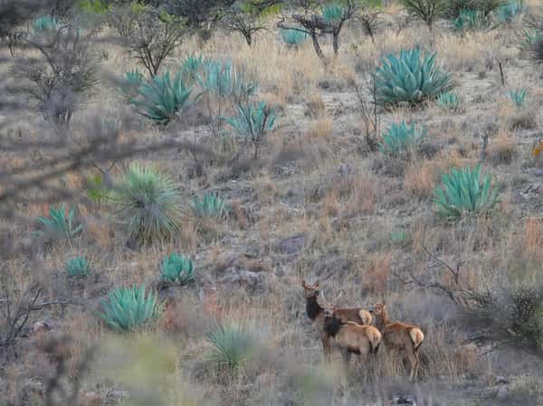 Semi-wild agave hanging out with deer in Durango, MX.