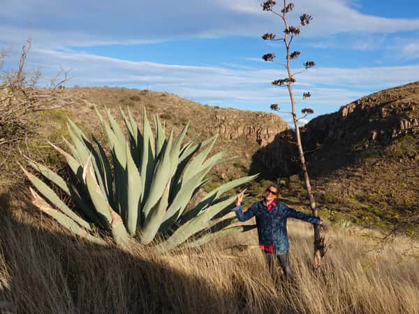 Wild cenizo agave grow beautifully large in Durango, MX.