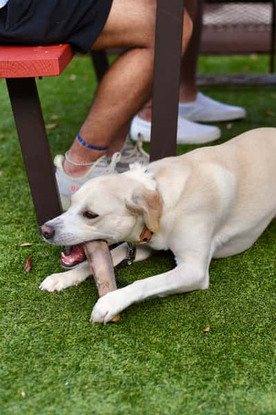 Dog Friendly, Beef Rib Bone, Pup, Doggo, Man's Best Friend