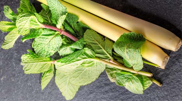 Lemongrass – Mint