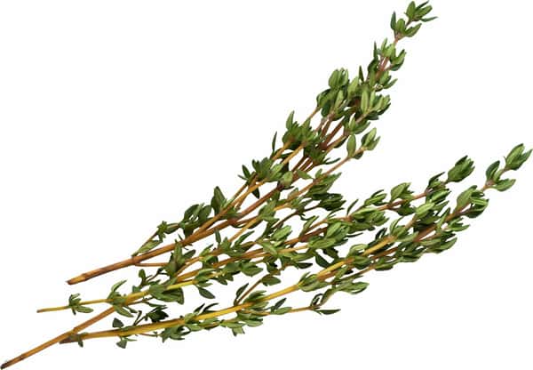 Greek Thyme