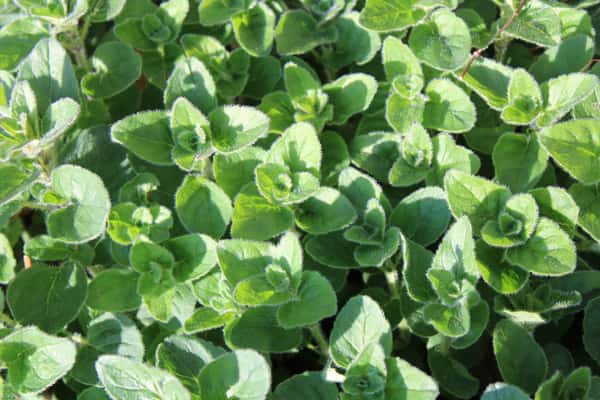 Oregano