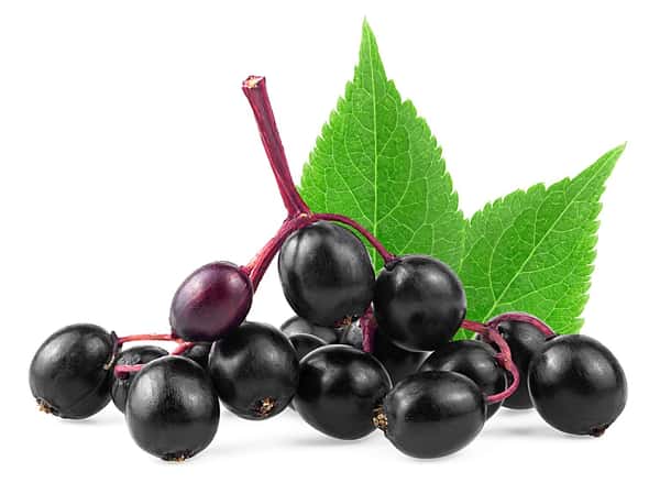 Elderberry