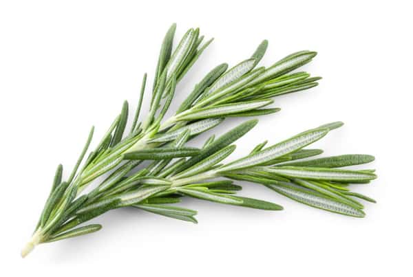 Rosemary Whole Herb Fused Olive Oil