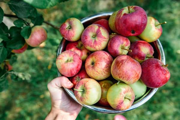 Gravenstein Apple