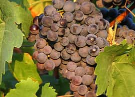 Traditional Dark Balsamic Condimento
