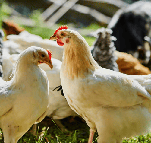 chicken