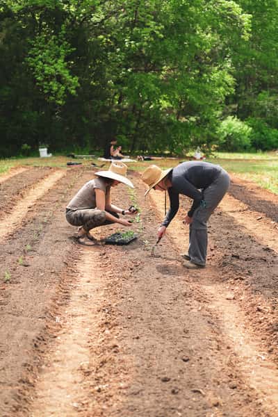 Volunteer at Topsoil Farm