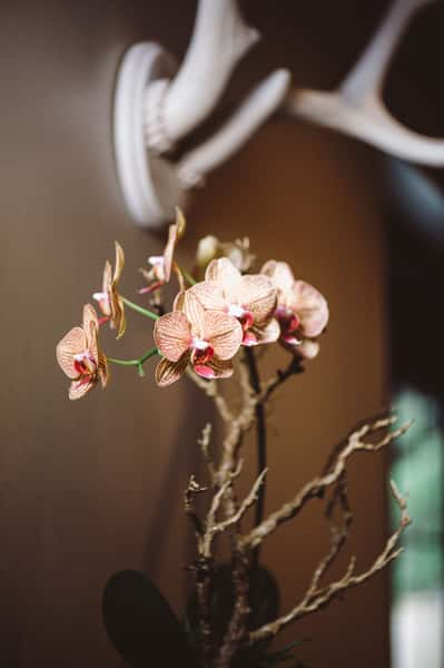 sprig with flowers