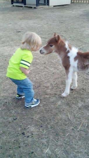 a little boy next to a baby pony