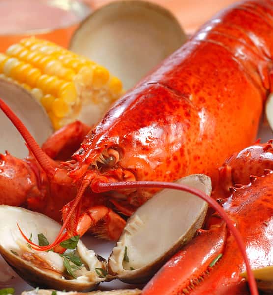 close up of a lobster