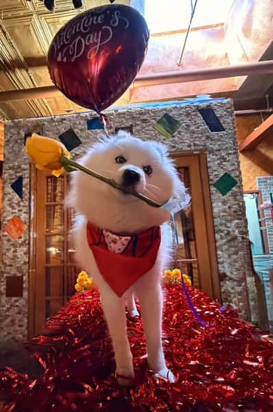 Happy Valentine Day