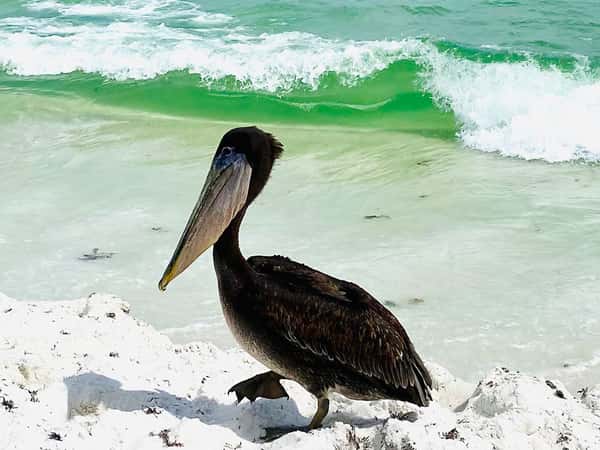 pelican