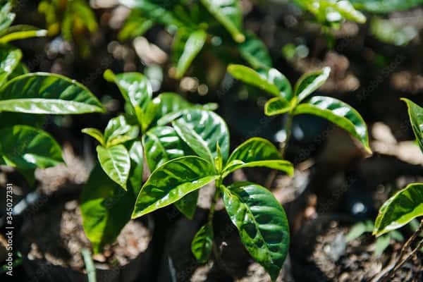 coffee plant
