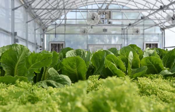 Aquaponics System