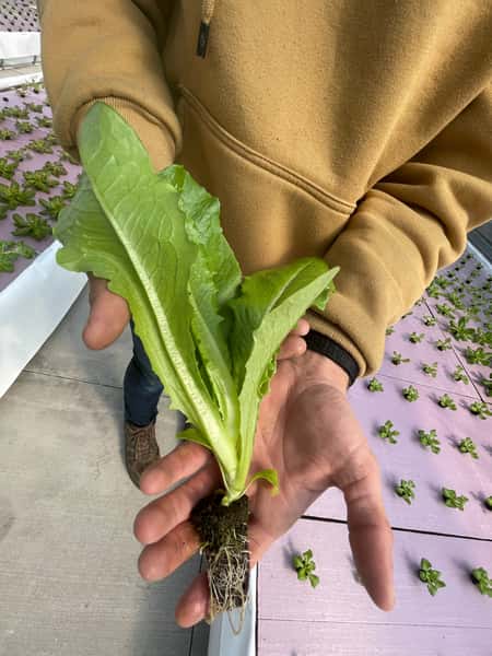 lettuce leaves