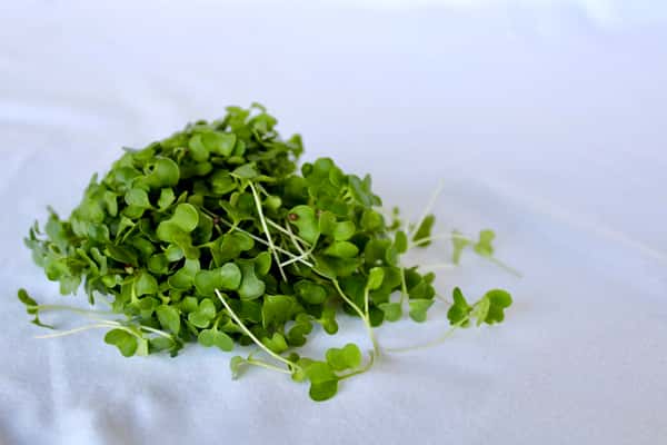 Micro Broccoli