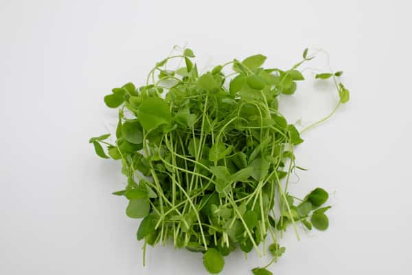Pea Shoots