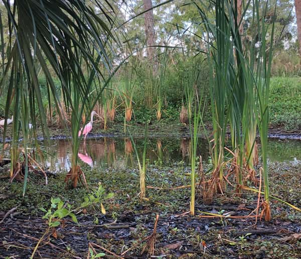 wetland landscape
