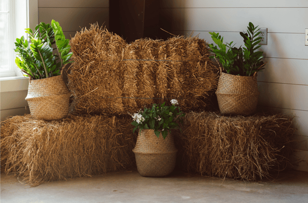 Hay