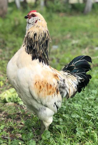 chicken