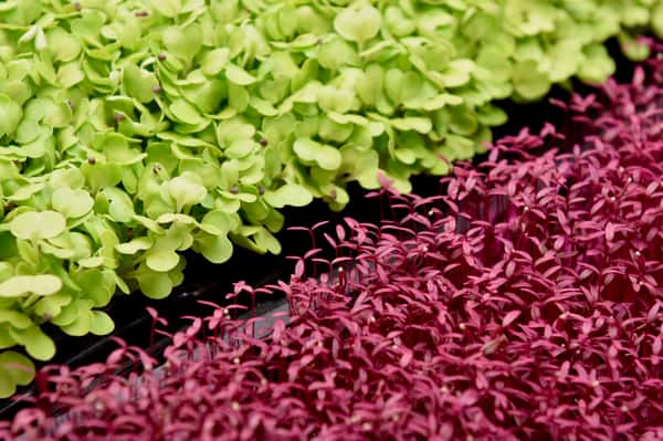 microgreens
