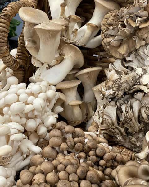 Beautiful @mycopiamushrooms 🍄🍄🍄 at @home_grown_chi
Our fresh mushroom division, Mycopia Mushrooms, has earned its reputation as the premier grower of top quality, flavorful forest mushrooms that are "no longer wild, but far from tame." Our mushrooms are grown on oak-based substrate in reusable bottles. After the mushrooms are harvested, the spent substrate is recycled and turned into compost that is highly prized by local farmers and wineries. Our mushrooms have been certified organic and kosher since 2005.