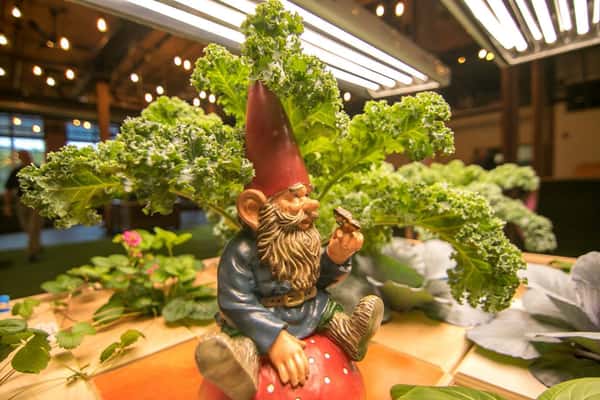 gnome and lettuce