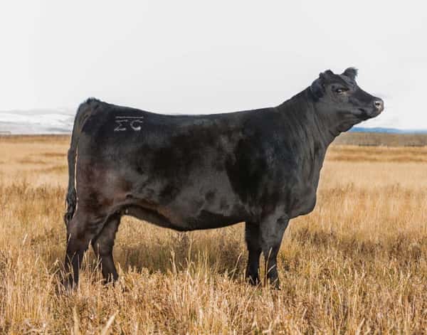 cow in field