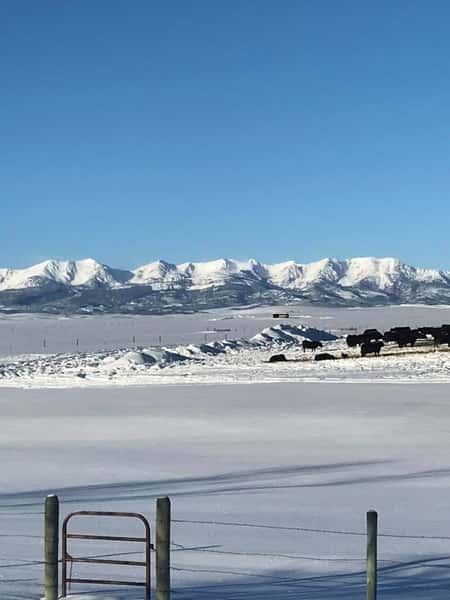 cattle in winter