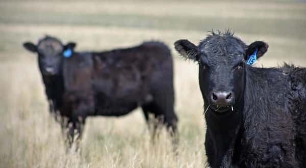 cows in a field