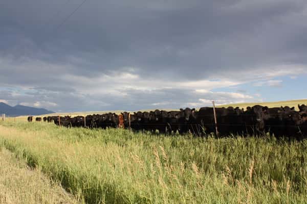 cattle in field
