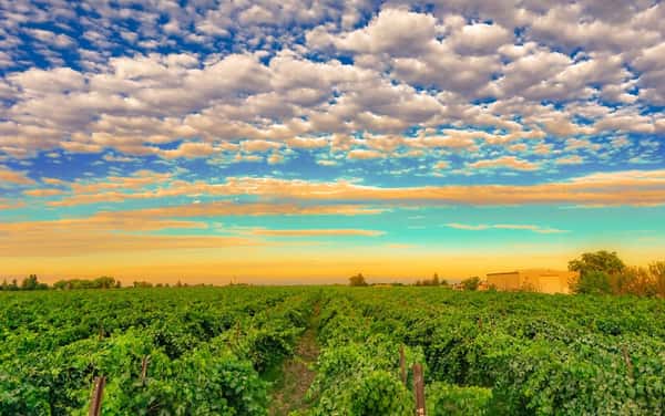 Lodi California Vineyards