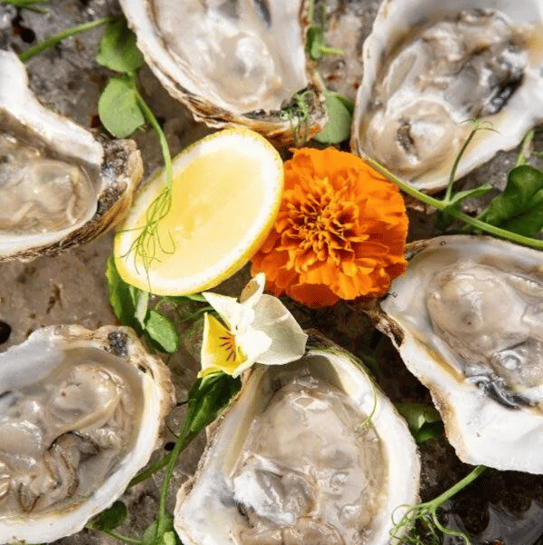 6 ct Oysters